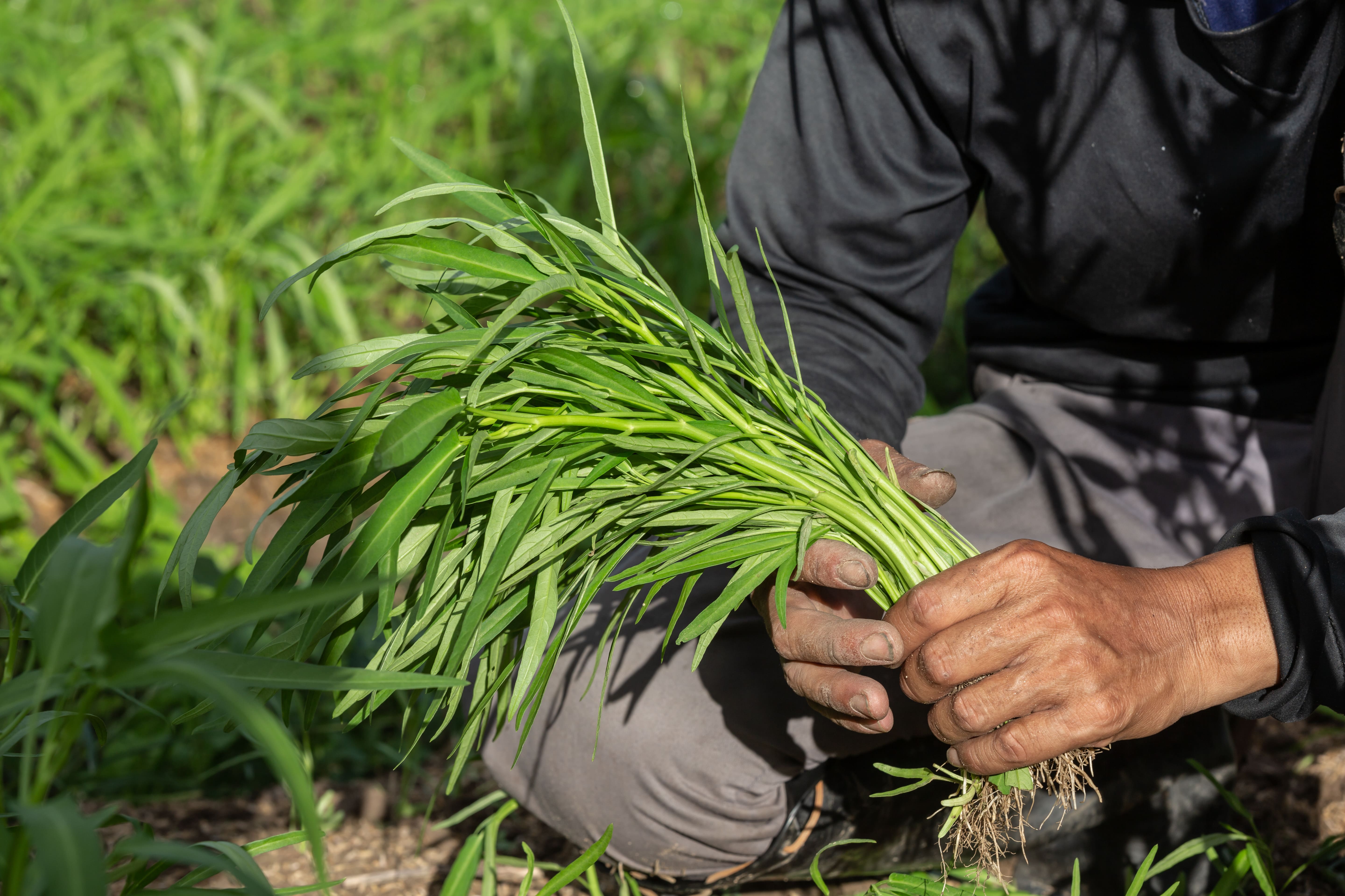Agriculture background